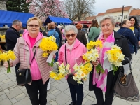 Podržite Dan narcisa u Koprivničko-križevačkoj županiji
