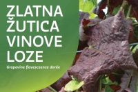 Spriječimo daljnje širenje zlatne žutice i propadanje vinograda